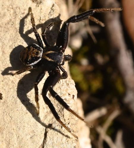 Xysticus ferrugineus